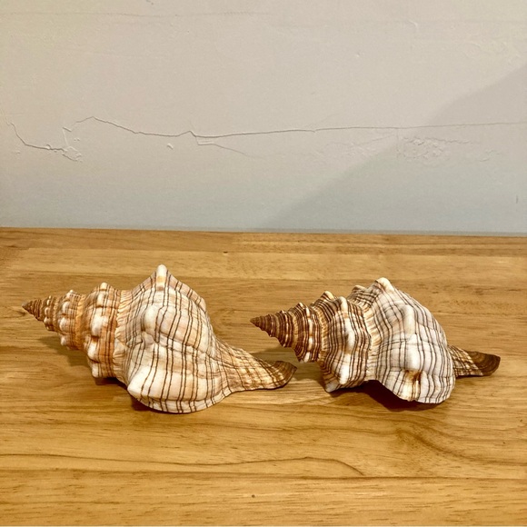 2 Shells Cream / Light Orange / Brown Neutral Decor Beach Shell - Picture 11 of 13